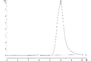 The purity of Human KLKB1 is greater than 95 % as determined by SEC-HPLC.