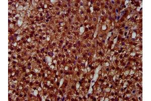IHC image of ABIN7158788 diluted at 1:300 and staining in paraffin-embedded human adrenal gland tissue performed on a Leica BondTM system. (LAPTM4A antibody  (AA 181-233))