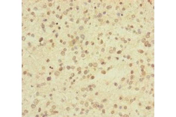 USP2 antibody  (C-Term)