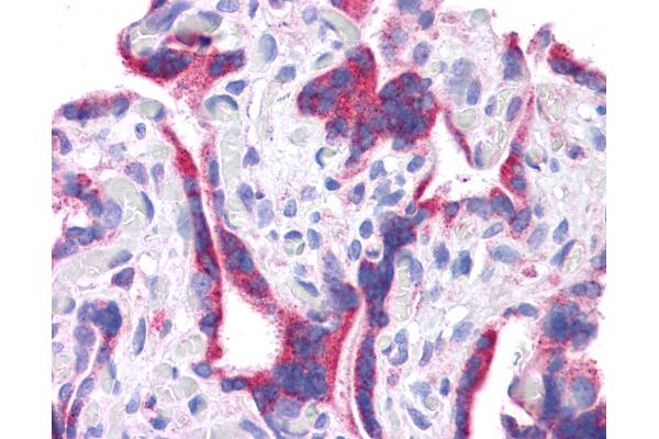 DLL1 antibody  (N-Term)