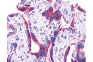 Anti-DLL1 antibody IHC of human placenta.