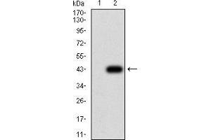 Western blot analysis using KRT10 mAb against HEK293 (1) and KRT10 (AA: 345-454)-hIgGFc transfected HEK293 (2) cell lysate. (Keratin 10 antibody  (AA 345-454))