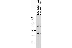 Adult rat brain membrane immunoblot.