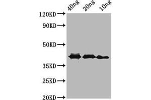 Western Blot Positive WB detected in Recombinant protein All lanes: ompA antibody at 3. (OMP antibody  (AA 1734-2021))