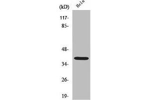 Western Blotting (WB) image for anti-Nucleophosmin (Nucleolar phosphoprotein B23, Numatrin) (NPM1) (N-Term) antibody (ABIN7188915)