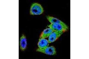 Confocal immunofluorescent analysis of Dishevelled-3 / DVL3 Antibody (C-term) Cat. (DVL3 antibody  (C-Term))