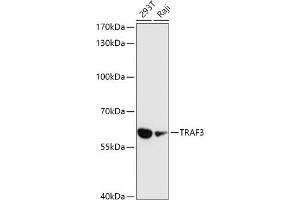 Western blot analysis of extracts of various cell lines, using TR antibody (ABIN1683119, ABIN3015367, ABIN3015368 and ABIN6214012) at 1:1000 dilution. (TRAF3 antibody  (AA 1-100))
