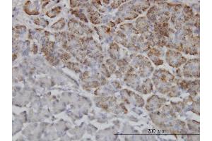 Immunoperoxidase of monoclonal antibody to TRIM36 on formalin-fixed paraffin-embedded human pancreas. (TRIM36 antibody  (AA 391-499))