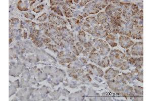 Immunoperoxidase of monoclonal antibody to TRIM36 on formalin-fixed paraffin-embedded human pancreas.