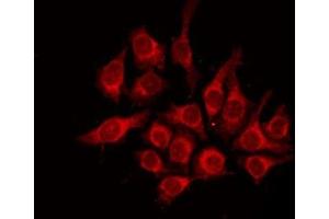 ABIN6276696 staining HepG2 by IF/ICC. (NPY antibody  (Internal Region))