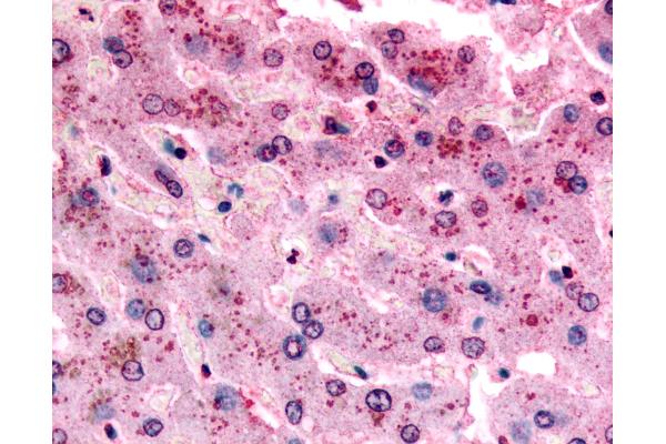 GPR153 antibody  (C-Term)