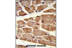 Formalin-fixed and paraffin-embedded human skeletal muscle reacted with RANBP9 Antibody (Center), which was peroxidase-conjugated to the secondary antibody, followed by DAB staining. (Importin 9 antibody  (AA 339-367))