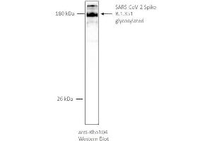 Western Blotting (WB) image for SARS-CoV-2 Spike (B.1.351 - beta) protein (rho-1D4 tag) (ABIN6963740)