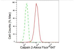 Flow cytometric analysis of Calpain 2 expression in HT- cells using Calpain 2 antibody (ABIN7797847), 1:2,000). (Recombinant Calpain 2 antibody)