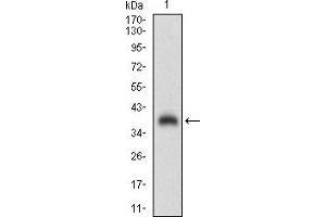 CGA anticorps  (AA 25-147)