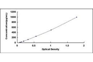 BMP8B ELISA Kit