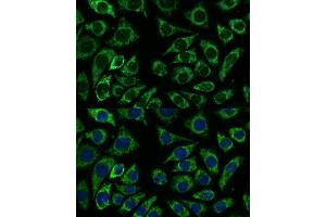 Immunofluorescence analysis of L929 cells using IDH3A antibody (ABIN7268029) at dilution of 1:100. (IDH3A antibody  (AA 28-366))