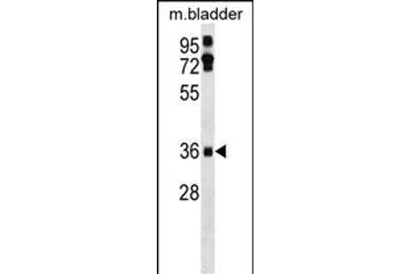 EI24 antibody  (C-Term)