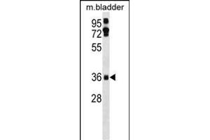 Mouse Ei24 Antibody (C-term) (ABIN1536968 and ABIN2838336) western blot analysis in mouse bladder tissue lysates (35 μg/lane). (EI24 antibody  (C-Term))