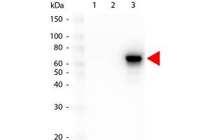 Western Blot of Mouse anti-AKT3 antibody. (AKT3 antibody  (Internal Region) (FITC))