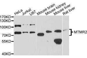 Western blot analysis of extracts of various cells, using MTMR2 antibody.