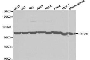 Western blot analysis of extracts of various cell lines, using HSPA8 antibody. (Hsc70 antibody  (AA 1-300))