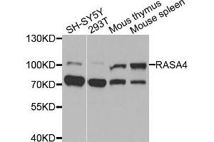 Western blot analysis of extracts of various cells, using RASA4 antibody. (RASA4 antibody)
