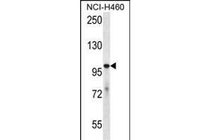 USP6 Antikörper  (C-Term)