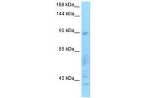 Image no. 1 for anti-SECIS Binding Protein 2 (SECISBP2) (AA 159-208) antibody (ABIN6748255) (SECISBP2 antibody  (AA 159-208))