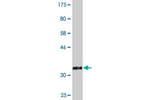 TMOD3 antibody  (AA 280-352)