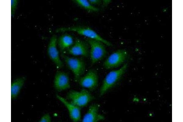 PTF1A antibody  (AA 177-328)