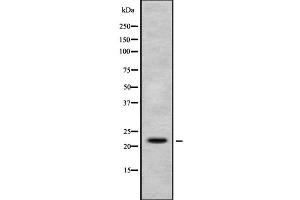 Western blot analysis of Histone H1X using K562 whole cell lysates (H1FX antibody  (N-Term))