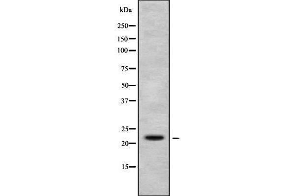 H1FX antibody  (N-Term)