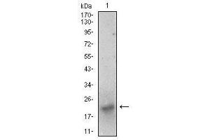 Western blot analysis using BDNF mouse mAb against SK-N-SH (1) cell lysate.