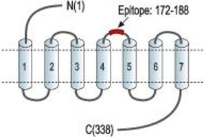 Representative domain view of the target of ABIN7885355.