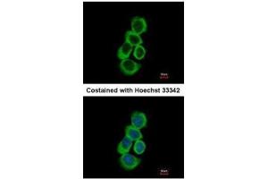 ICC/IF Image Immunofluorescence analysis of methanol-fixed A431, using BHMT, antibody at 1:500 dilution. (BHMT antibody)