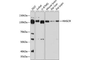 Western blot analysis of extracts of various cell lines, using HMGCR antibody (ABIN7265326) at 1:1000 dilution. (HMGCR antibody)