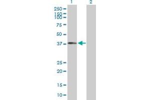 Western Blot analysis of DYNC1H1 expression in transfected 293T cell line by DYNC1H1 MaxPab polyclonal antibody.