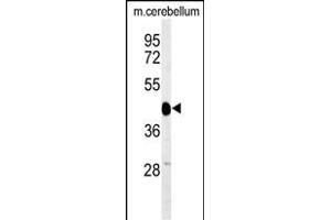 Western blot analysis of SGTB Antibody (N-term) (ABIN651267 and ABIN2840162) in mouse cerebellum tissue lysates (35 μg/lane).