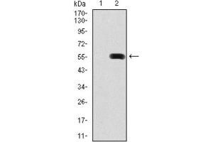Western Blotting (WB) image for anti-Pancreatic and Duodenal Homeobox 1 (PDX1) antibody (ABIN1845723) (PDX1 antibody)