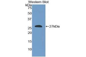 Western blot analysis of the recombinant protein. (SHC2 antibody  (AA 98-302))
