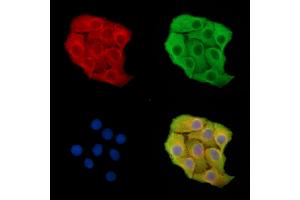 ABIN7095770 and ABIN7099832 staining Hela cells by IF/ICC.