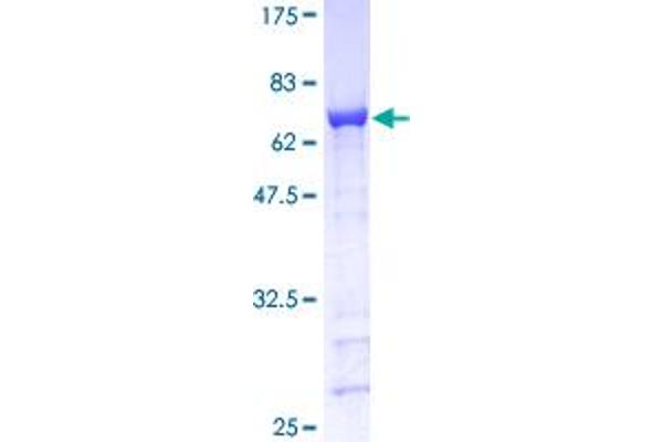 GAP43 Protein (AA 1-238) (GST tag)