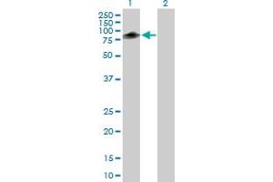 Western Blot analysis of TRIM55 expression in transfected 293T cell line by TRIM55 MaxPab polyclonal antibody. (TRIM55 antibody  (AA 1-452))