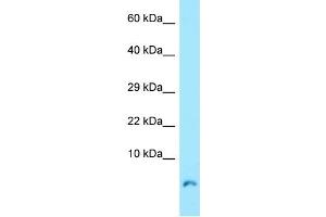 Western Blotting (WB) image for anti-Cytochrome C Oxidase Subunit VIIa Polypeptide 1 (Muscle) (COX7A1) (N-Term) antibody (ABIN970438) (COX7A1 antibody  (N-Term))