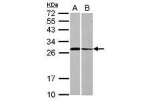 Image no. 1 for anti-Syntaxin 3 (STX3) (AA 1-214) antibody (ABIN1501220) (STX3 antibody  (AA 1-214))