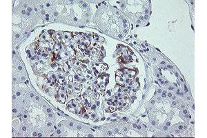 Immunohistochemical staining of paraffin-embedded Human Kidney tissue using anti-LRRC25 mouse monoclonal antibody.