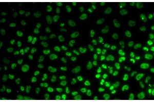 Immunofluorescence analysis of U2OS cells using BUB3 Polyclonal Antibody (BUB3 antibody)