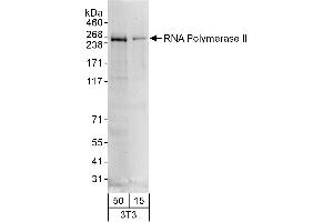 Western Blotting (WB) image for anti-RNA Polymerase II (C-Term) antibody (ABIN7449805) (RNA Polymerase II antibody  (C-Term))