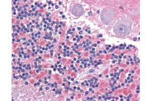 Anti-CADM2 antibody IHC of human brain, cerebellum. (CADM2 antibody  (Internal Region))